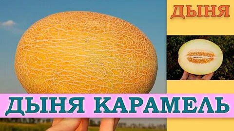 Дыня карамелька