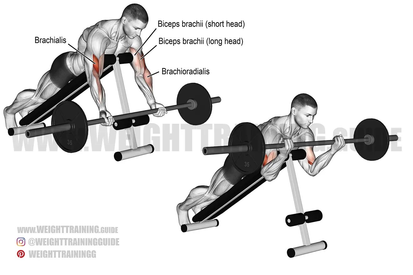 Curl на русском. Barbell Bicep Curls. Barbell Curl easy Curl Bar. Prone Barbell Row. Spider Curls.