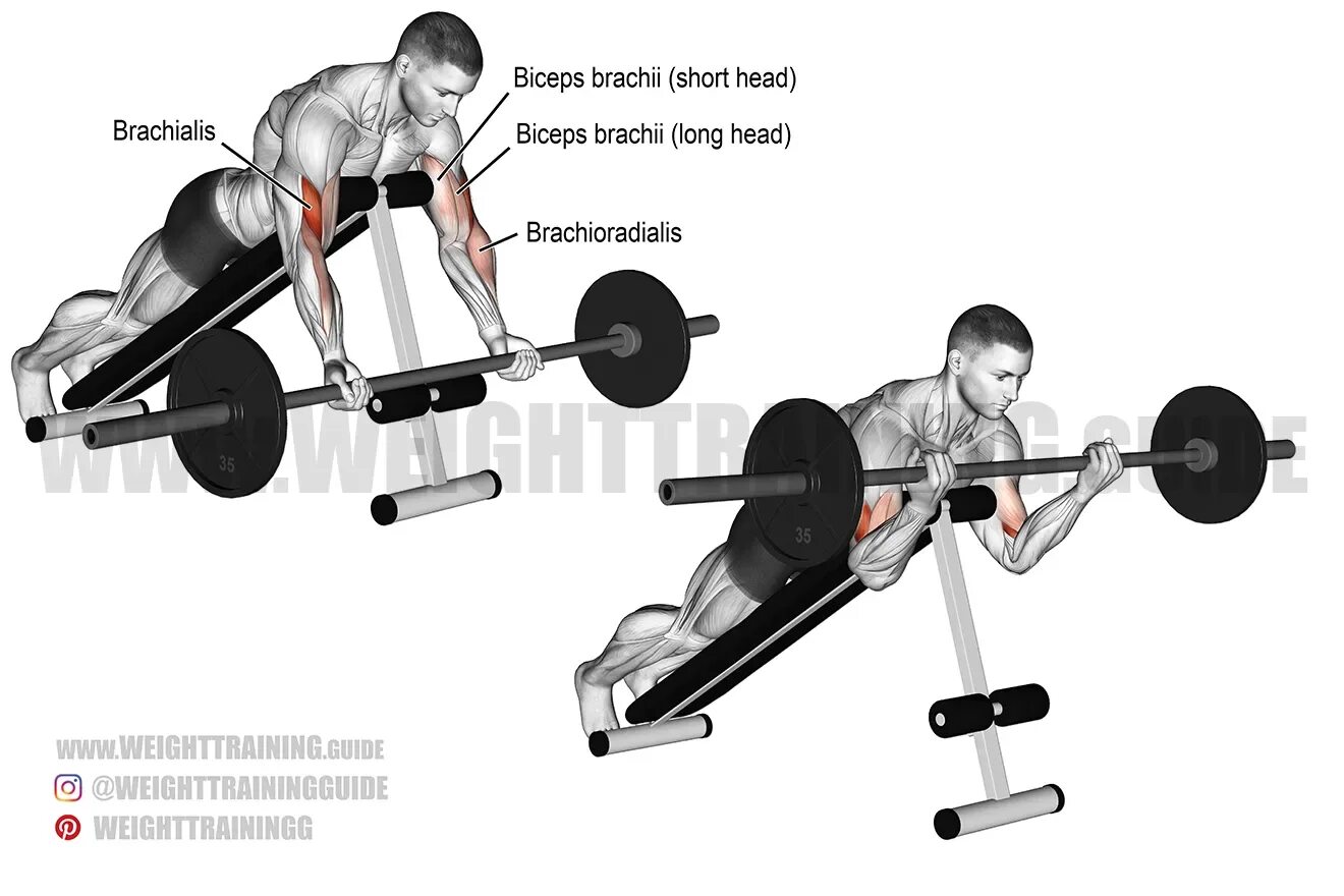 Curl передать. Barbell Bicep Curls. Barbell Curl easy Curl Bar. Prone Barbell Row. Spider Curls.