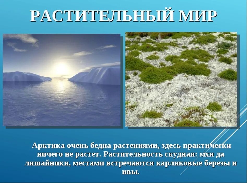 Почему зона арктических пустынь имеет такое название. Окружающий мир 4 класс тема зона арктических пустынь. Арктика презентация. Арктика презентация 4 класс. Сообщение об Арктике.