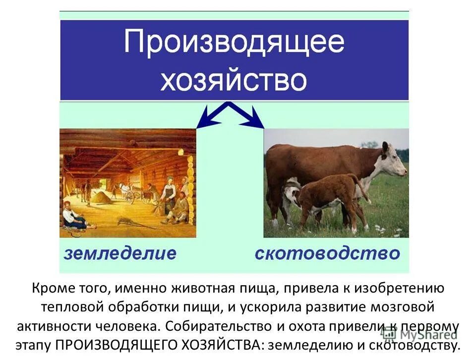 характеристика производящего хозяйства. присвающие хозяйства и производящие. позднеродовая община кратко. чио вткое присвабщие хозяинство. зврожденмя просходящего хозяйства.