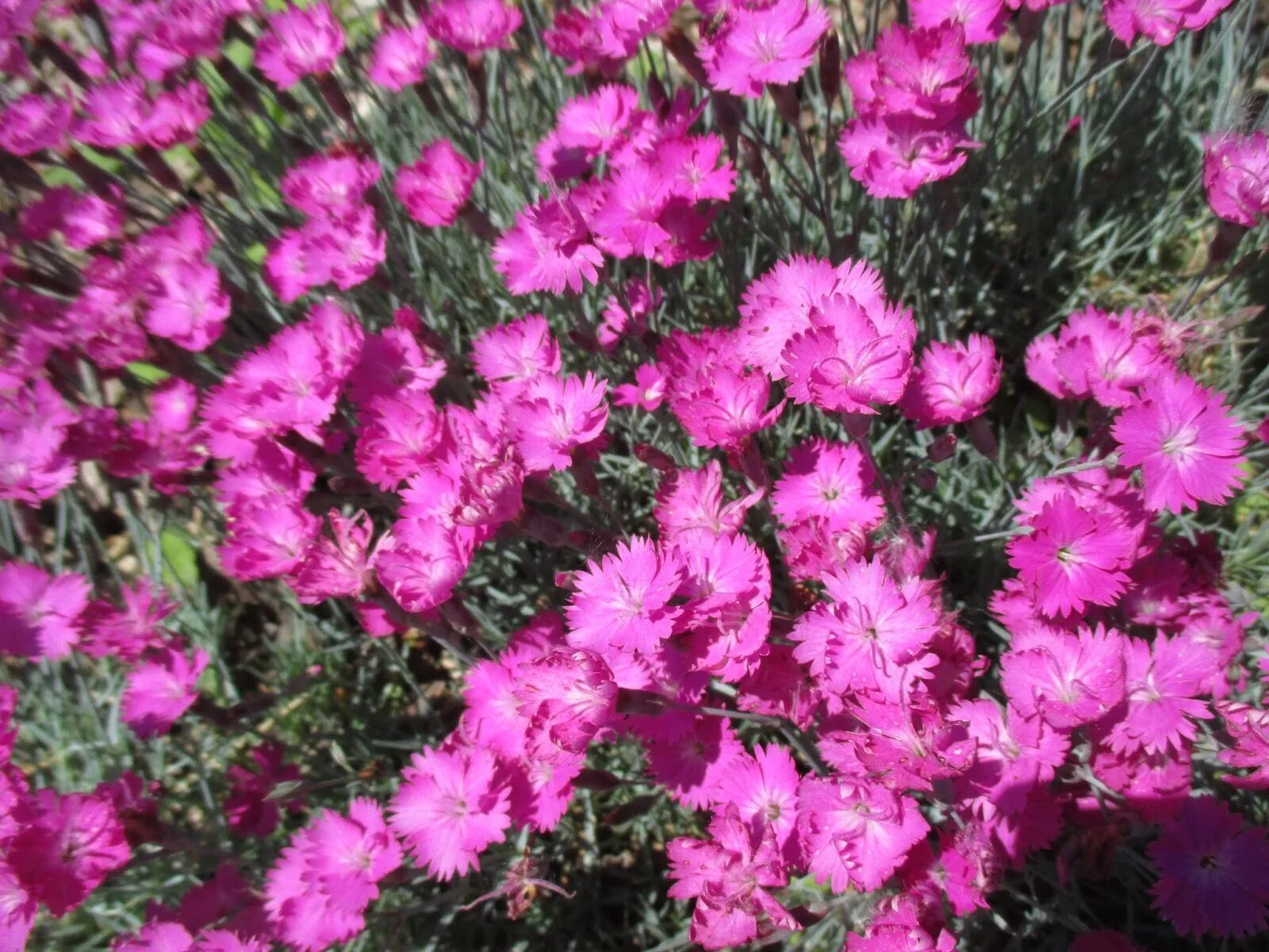 Dianthus 'Whatfield Magenta'. Гвоздика Альвуда Альпийская. Гвоздика перистая Whatfield Magenta. Гвоздика Альвуда многолетник. Гвоздика гибридная