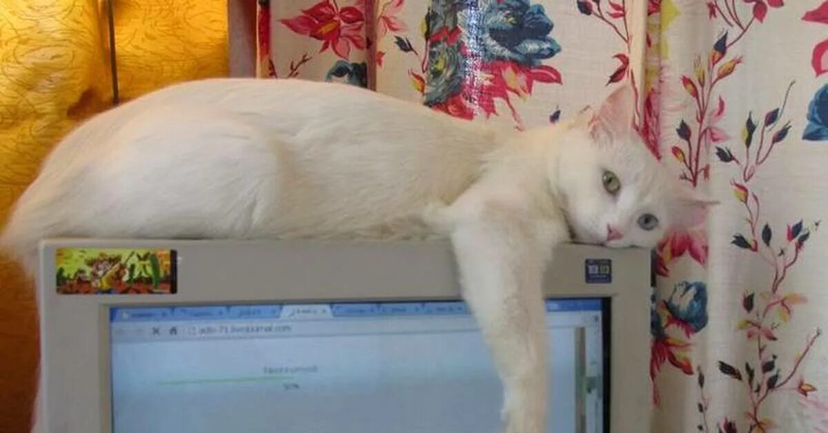 Кот на мониторе. Кошка и монитор. Котики на экране компьютера. Кот на плоском мониторе.