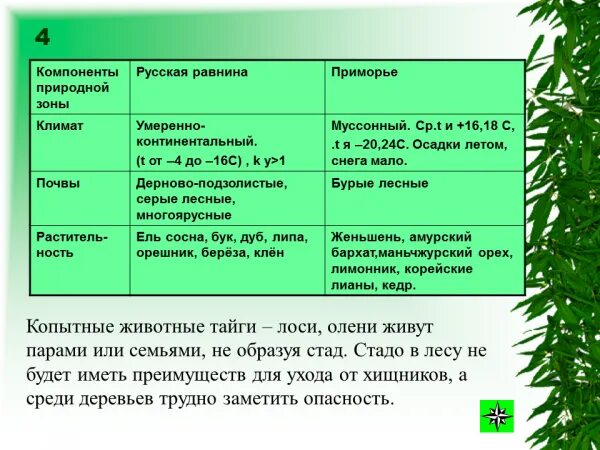 Смешанные и широколиственные леса таблица 8. Характеристика зоны лесов. Зона хвойных лесов таблица. Тайга характеристика природной зоны. Тип почвы русской равнины