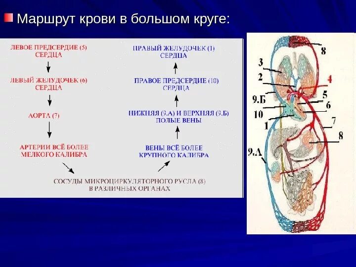 От левого предсердия к легким. Путь крови от левого желудочка до правого предсердия. Большой и малый круг кровообращения схема. Артерии большого круга кровообращения схема. Движение крови от сердца.