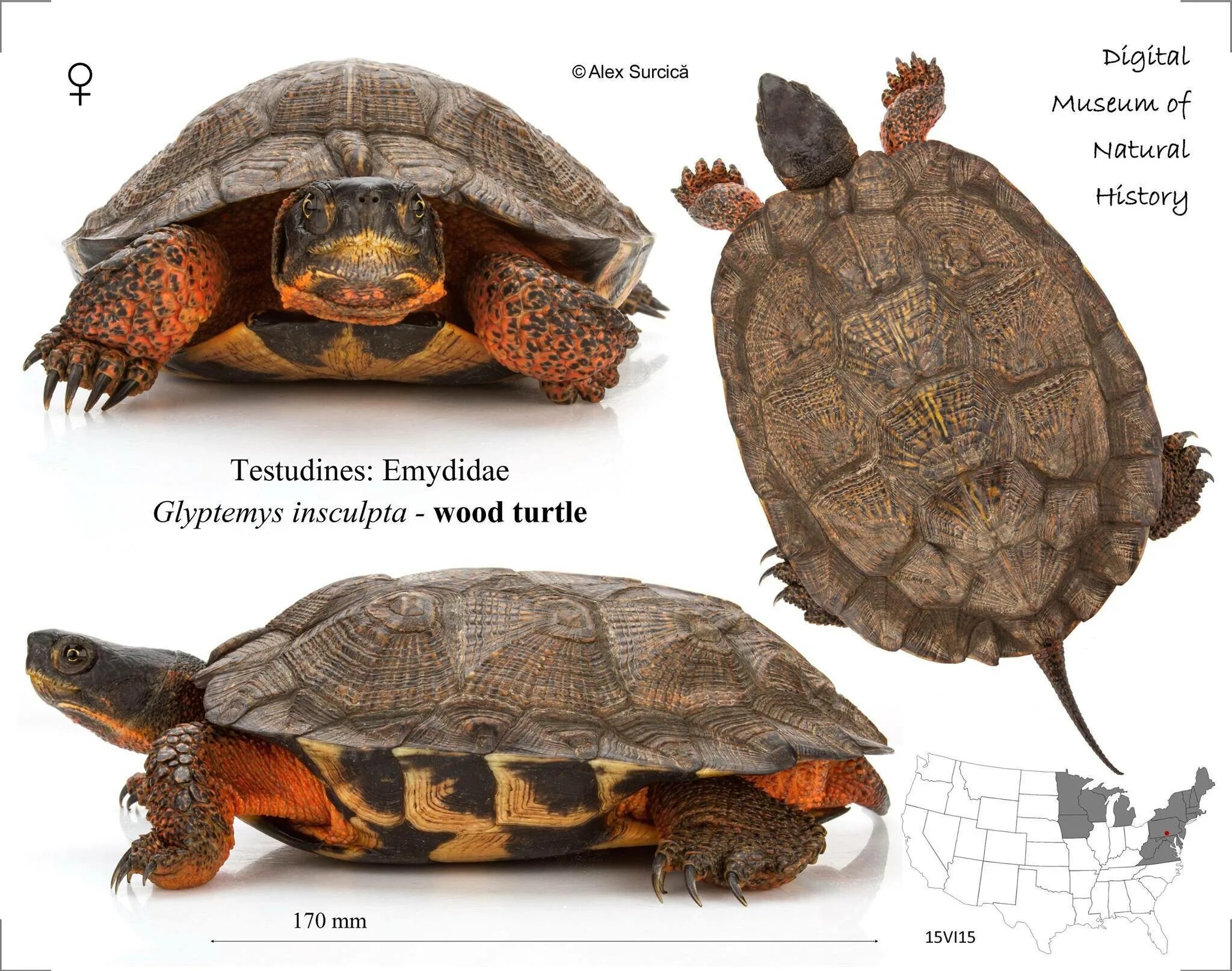 Черепаха форма. Каймановая и красноухая черепаха. Черепахи разных видов. Виды черепах названия. Домашние породы черепах.