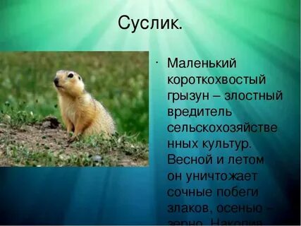 Животные поля сообщение 2 класс
