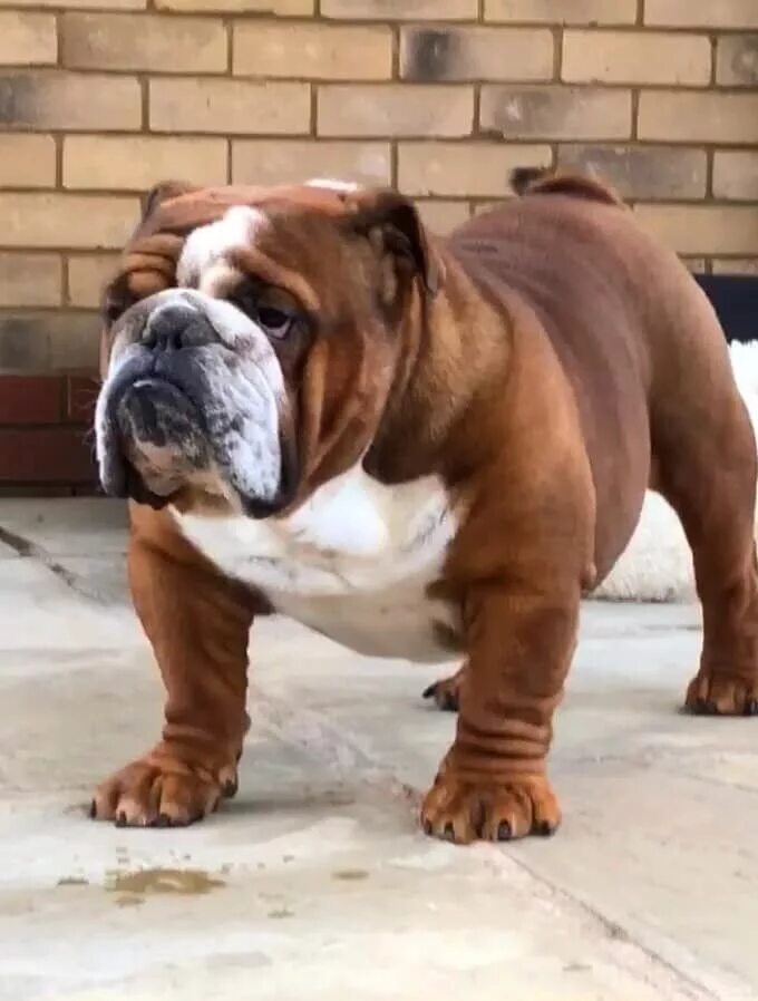 71 meilleures idées sur old english bulldog bouledogue anglais, chien, bulldog a