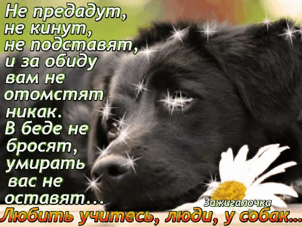 Собака и человек цитаты. Преданность собаки к человеку. Высказывания о собаках. Собака верность преданность. Собака не предаст.