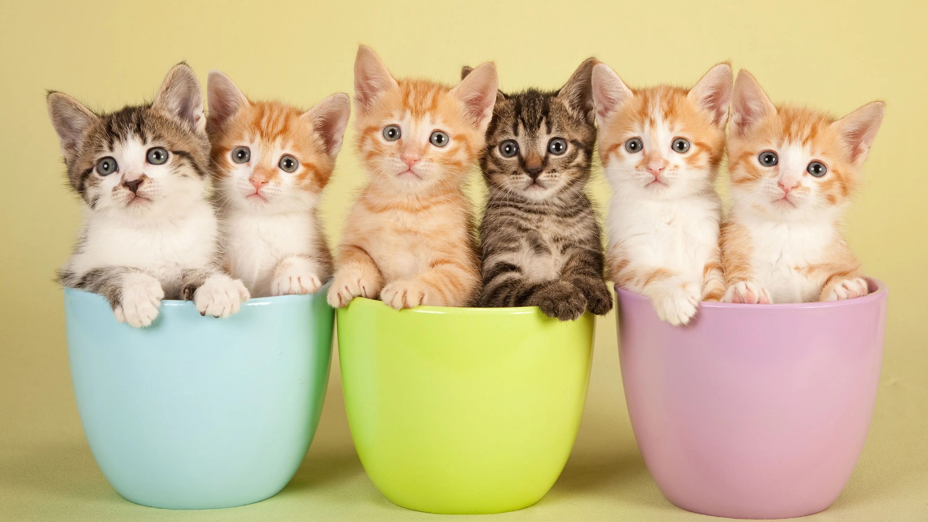 Какие котенки