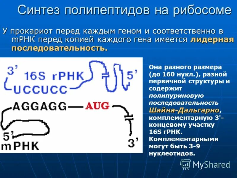 Пептиды олигопептиды полипептиды. Что такое полипептид. Полипептид структурная формула. Синтез полипептида. Пептидная связь и полипептиды.