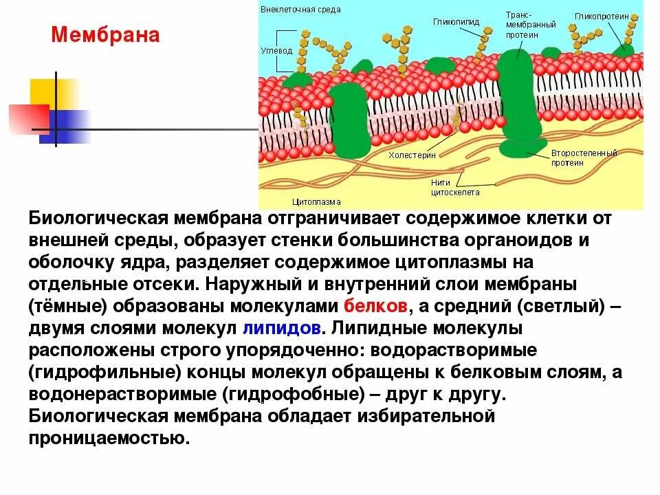 Собственную мембрану имеет