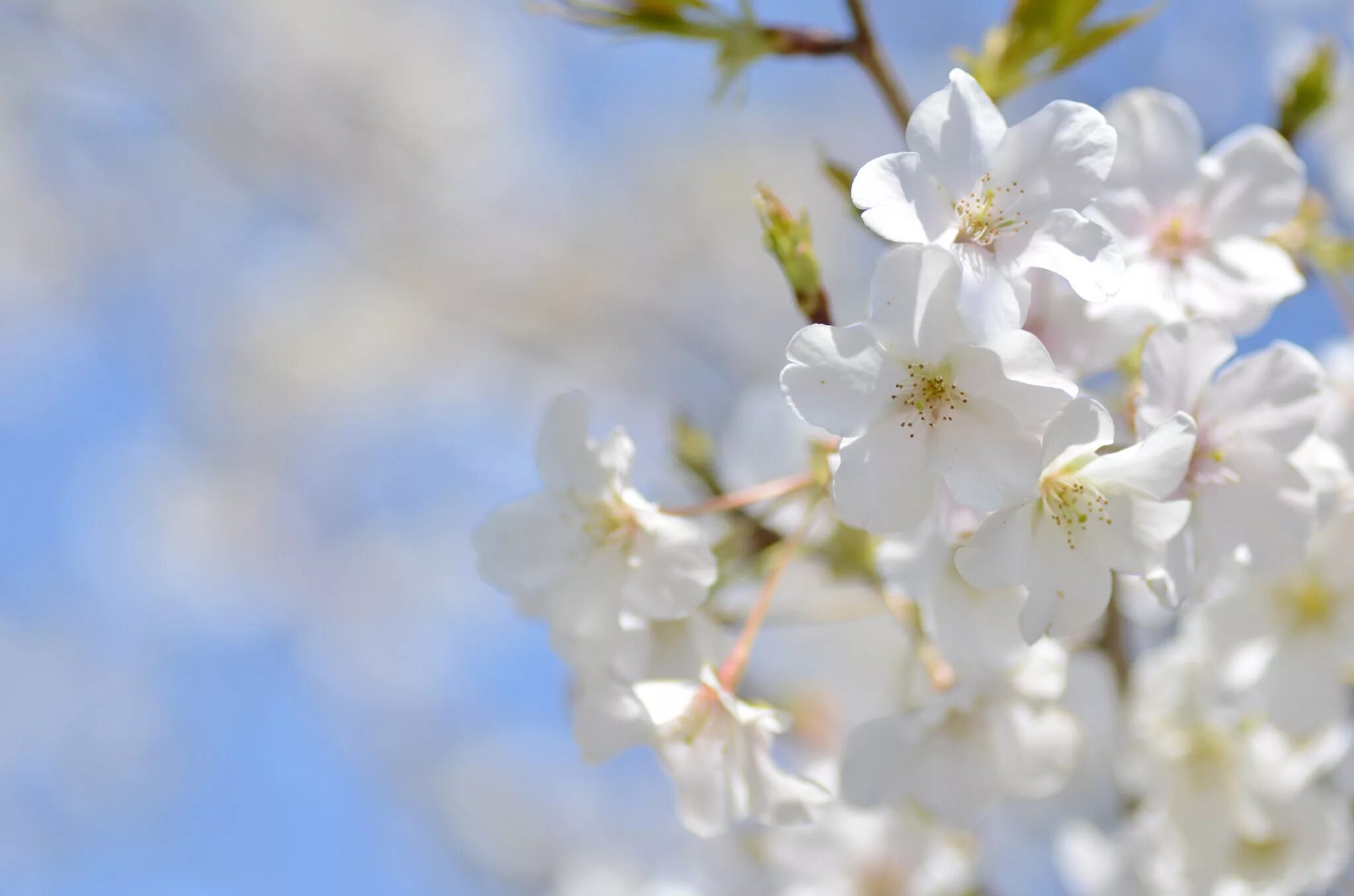 яблони в цвету. фон цветущие яблони. фон яблоня. фон май. яблоня сибирская цветение.