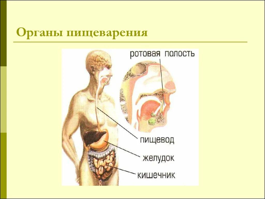 Органы пищеварения 4 класс