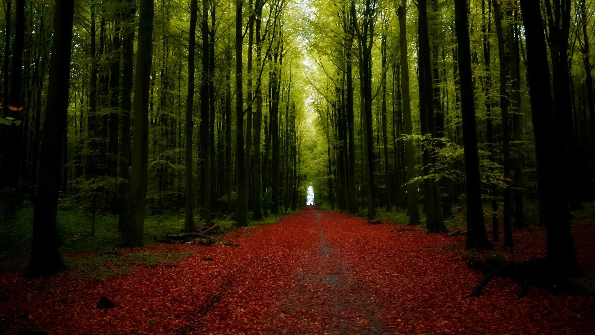 а 4 в лесу. а 4 в лесу. деревья в лесу. дождь в лесу. еловый темный лес угра.