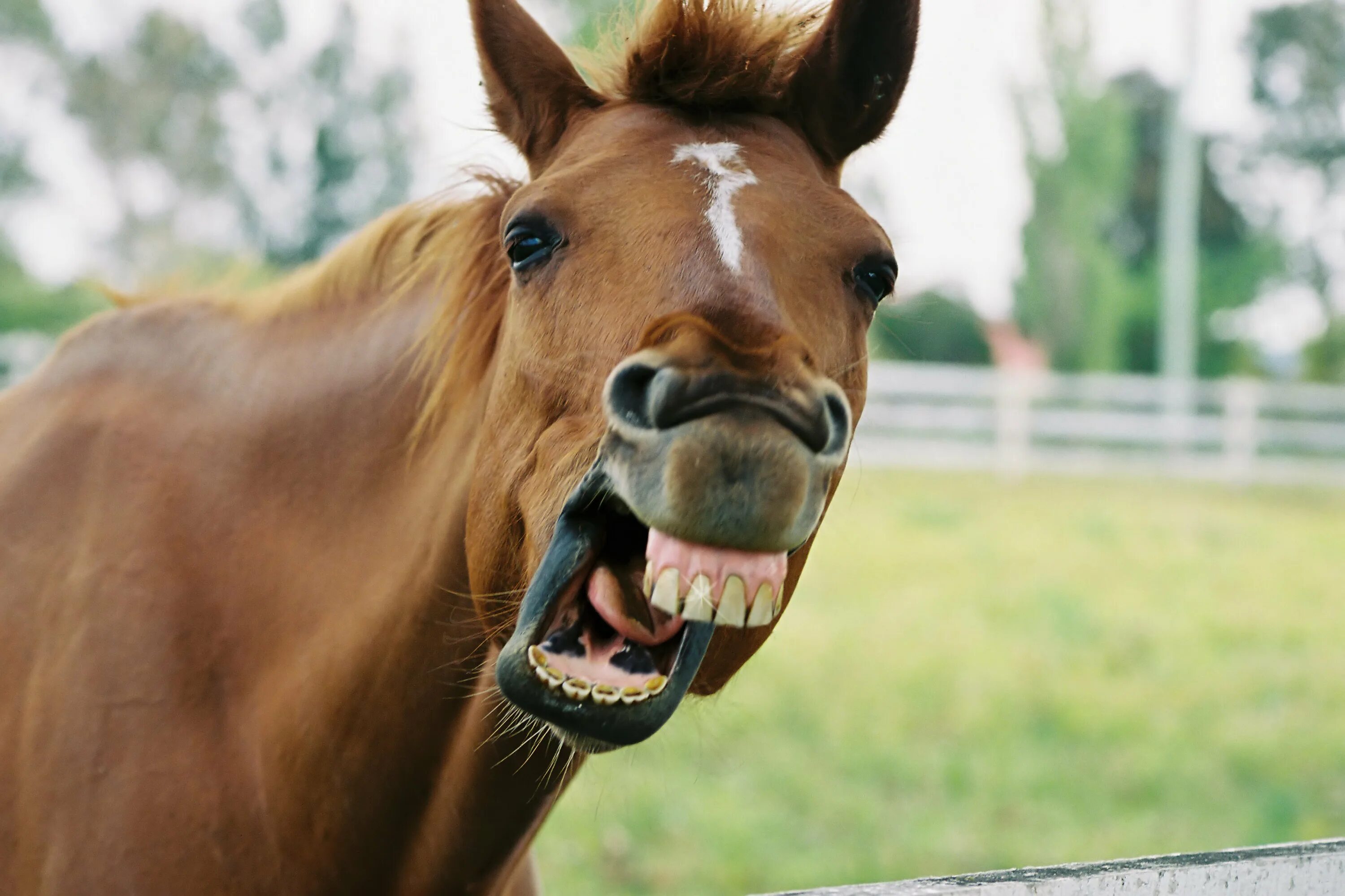 Лошадиные зубы. Лошадь с открытой пастью. Бешеная лошадь. Лошадиная морда с зубами. Лошадиный оскал.