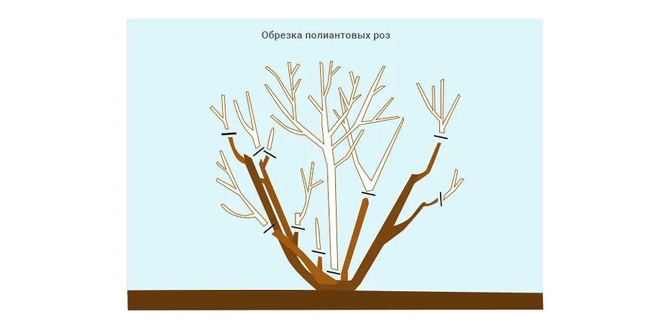 Как правильно обрезать чайно гибридную розу. Как правильно обрезать чайно гибридную розу