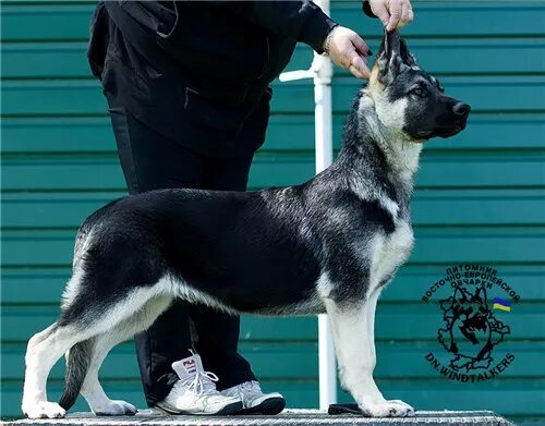 Восточноевропейская овчарка. Восточно-европейская овчарка питомники. Восточно европейской овчарка служебная собака. Питомник восточно европейской овчарки. Моншер вирсаль питомник вео.