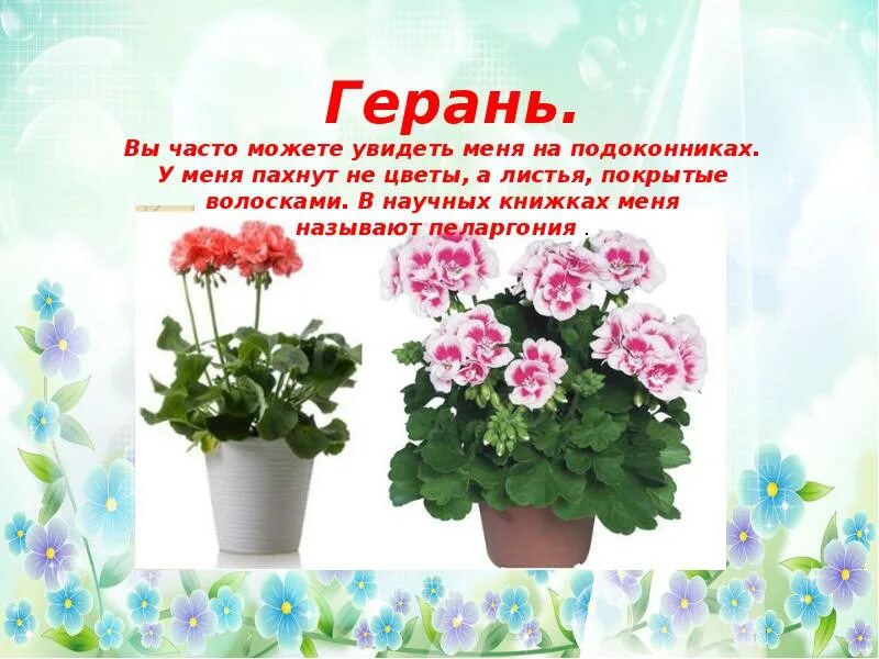 герань комнатная. герань запах. пеларгония и герань разница. герань пахнущая. какой запах герани.