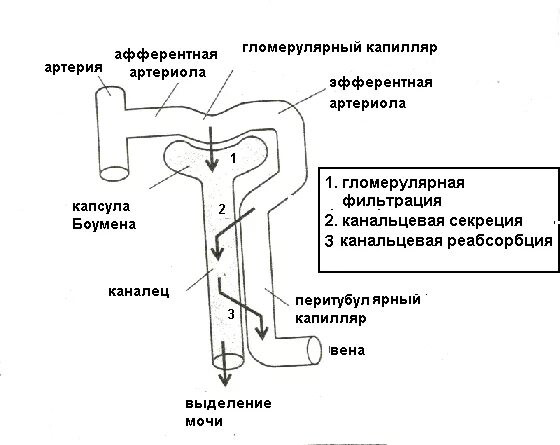 Изобразите схематично этапы образования мочи. Схема мочеобразования фильтрация реабсорбция и секреция. Блок схема мочеобразования 1 стадия. Физиология мочеобразования фильтрация реабсорбция. Этапы образования мочи физиология.