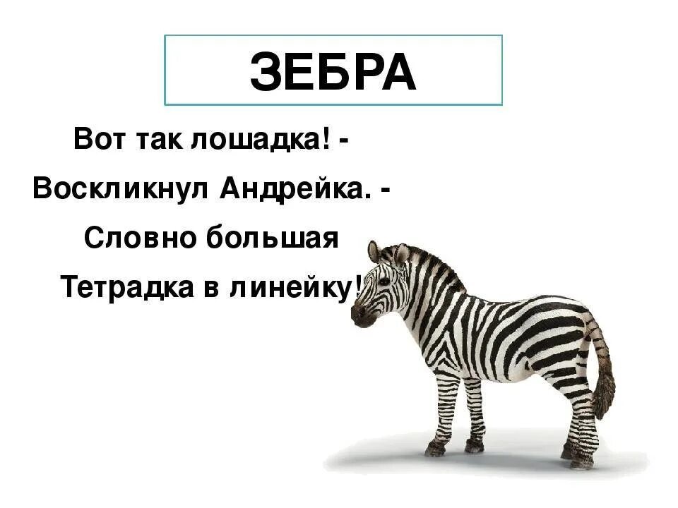 Зебра какой звук. Загадка про зебру для дошкольников. Загадка про зебру для детей. Загадки про животных Зебра. Загадки про животных зебру для детей.