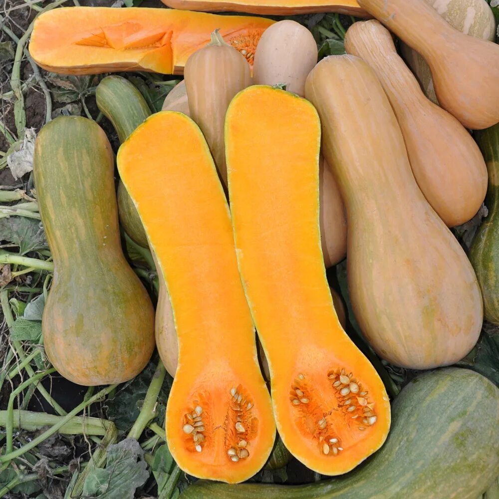 Какие сорта тыквы слаще