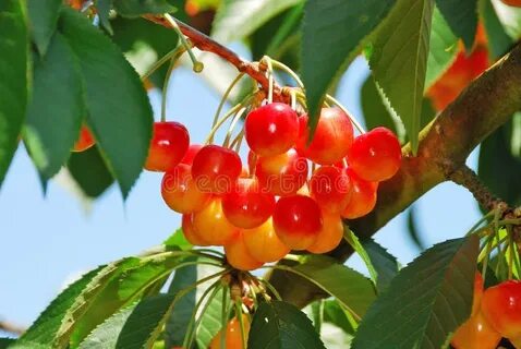 Cherry orchard