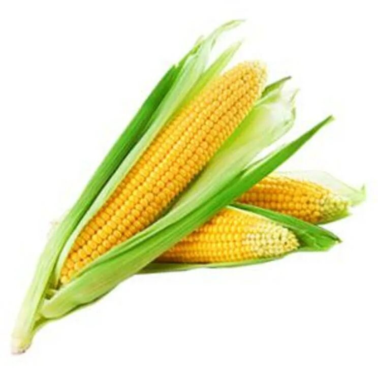 1 початок. Кукуруза. Кукуруза початок. Кукуруза на белом фоне. Качан кукурузы.