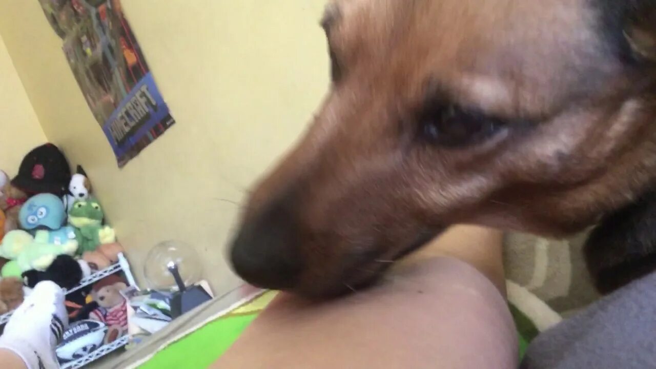 Zooskool video. Zooskool video. Сабака тирахит девушка. Собака вылизывает хозяйке. Девушки с кобелями домашнее.