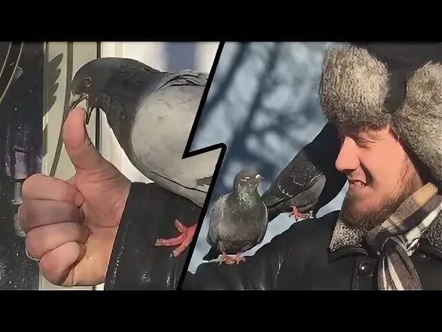 Голубь нападает. Голубь в шоке. голуби нападают на людей. нападение голубей на человека.