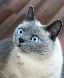 Swk hi cat