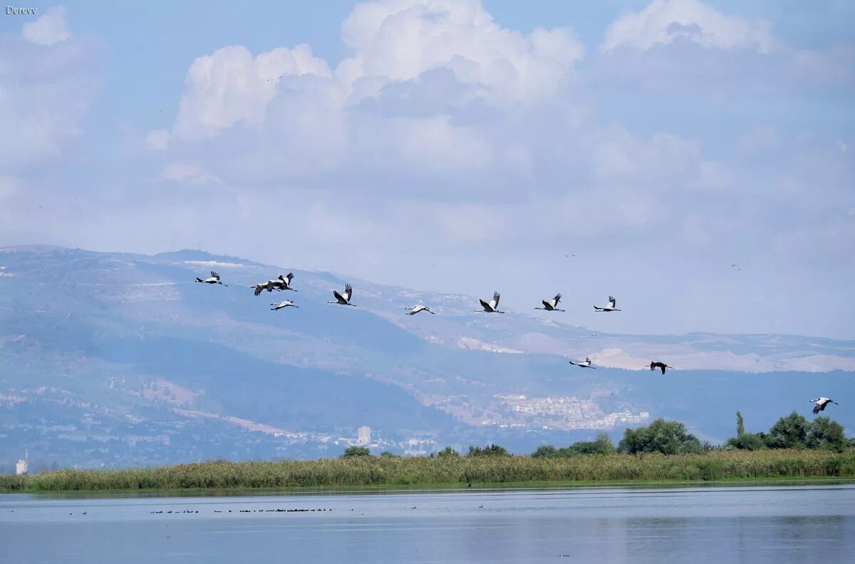 журавлиный клин осенью. птицы над озером. дикие гуси перелетные птицы. птицы улетают. птицы улетают на юг.