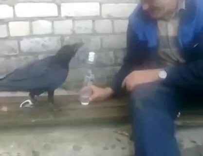 Ворона видео прикол