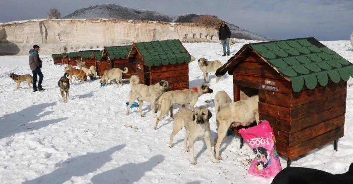 Dog village. Деревенские собаки. Собака в будке в деревне. Конура деревенская. Посёлок собака.