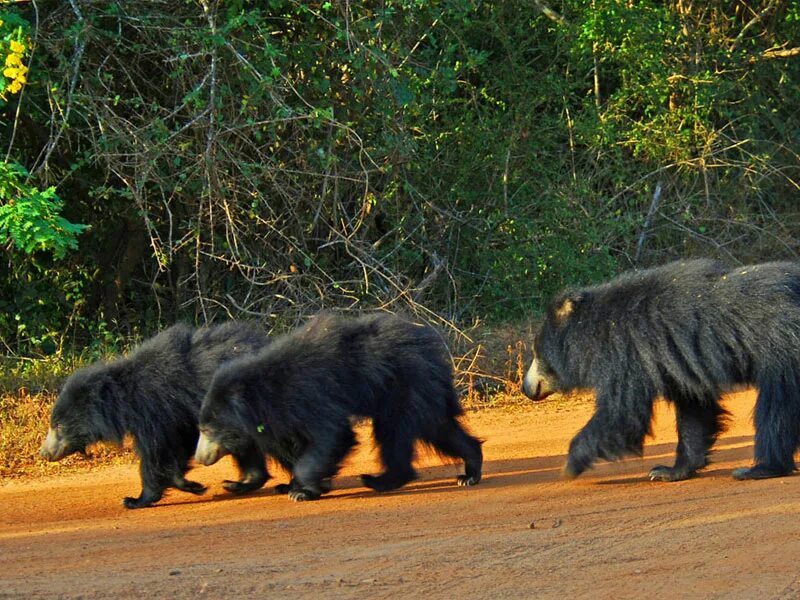 Wildlife holidays. Национальный парк Яла Шри Ланка. Сафари Шри Ланка национальный парк. Сафари парк Яла Шри Ланка. Национальный парк Ялла.