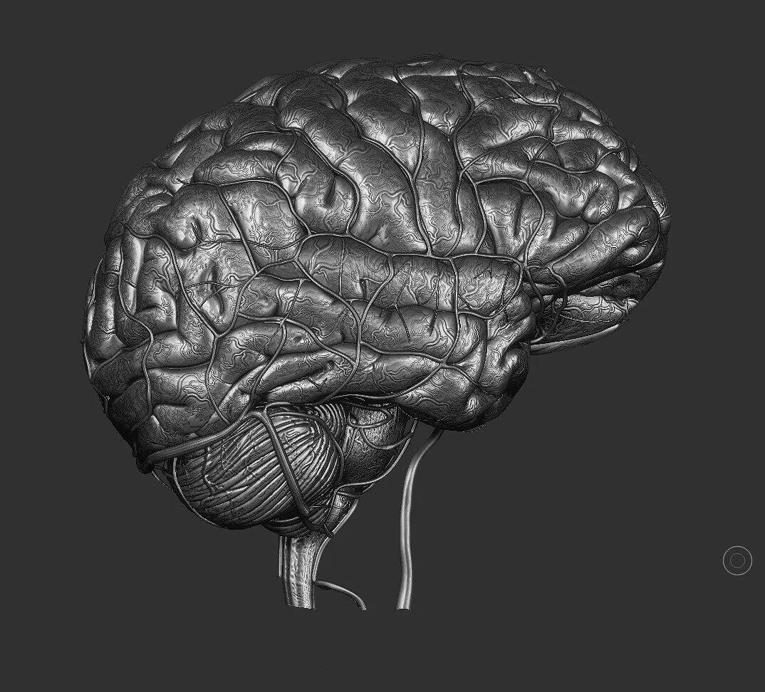 1 brain for 2. Головной мозг 2d. Мозг 2д. Второй мозг Мейер. C1 c2 Brain.