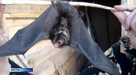 Волонтеры реабилитологи рукокрылых часто сталкиваются с необходимостью