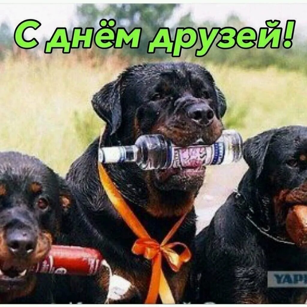 С днём дружбы поздравления прикольные. Смешные картинки про дружбу. Лучший друг. Дружба юмор. Дружба прикольные.