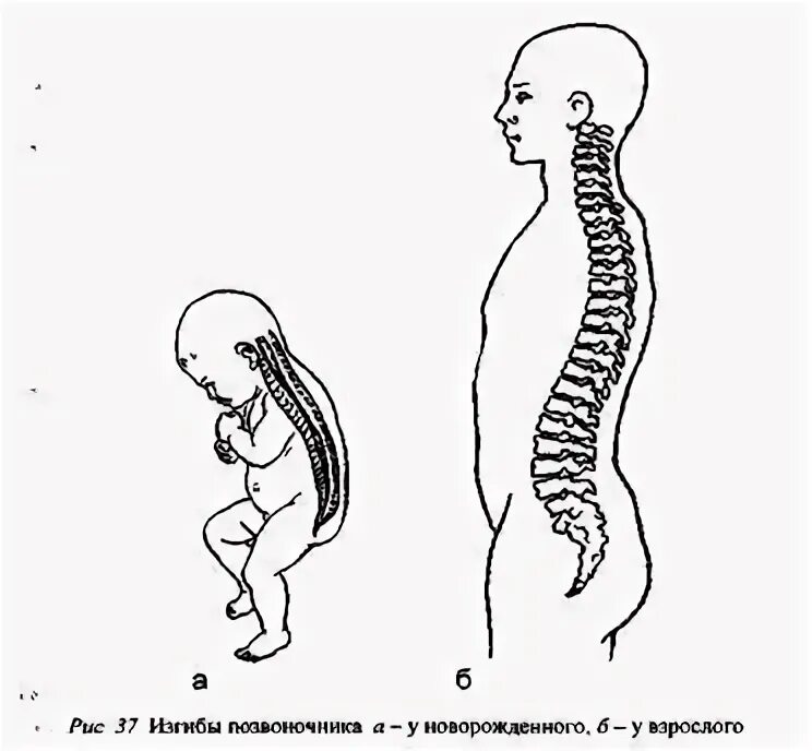 Изгибы позвоночника у детей. Позвоночник новорожденного ребенка. Изгибы позвоночника грудного ребенка. Возрастные периоды формирования изгибов позвоночника. Позвоночник ребенка до года.