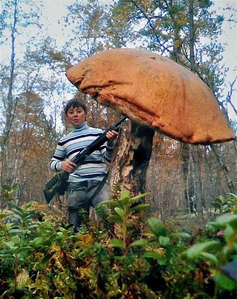 Грибы выше деревьев. Грибы больше деревьев. памятник грибнику. большие грибы в мурманске.