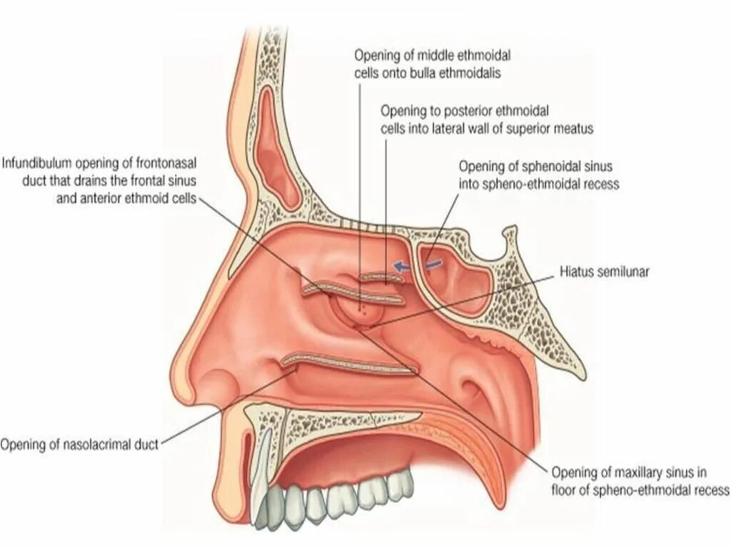 строение полости носа и пазухи. стенки носовых пазух. нижняя верхняя средняя носовая раковина анатомия. носовые пазухи анатомия латынь. сошник перегородка носа.