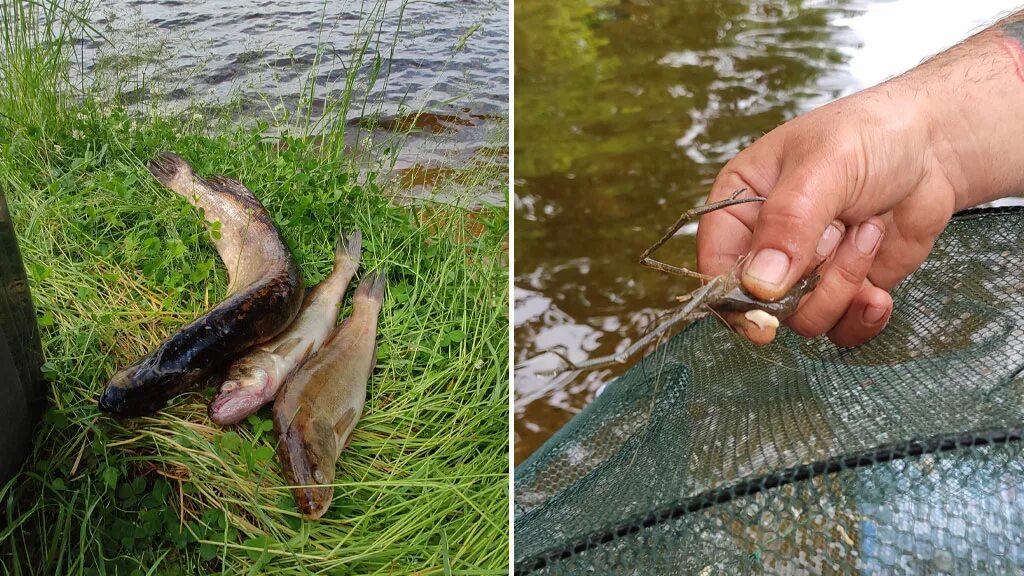 Десногорское водохранилище рыба. Десногорское водохранилище рыбалка. Десногорск рыбалка. Рыбалка в Десногорске. Клев в десногорске