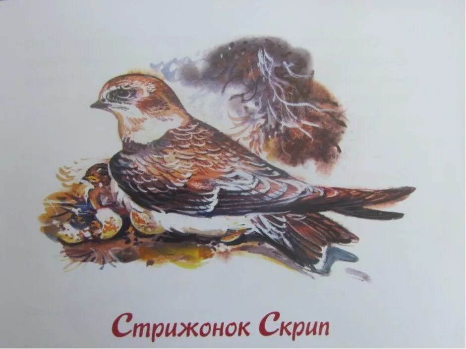 Иллюстрация к рассказу стрижонок скрип. Стрижонок скрип иллюстрации. Стрижонок стриж. Стрижонок скрип. План рассказа стрижонок скрип.
