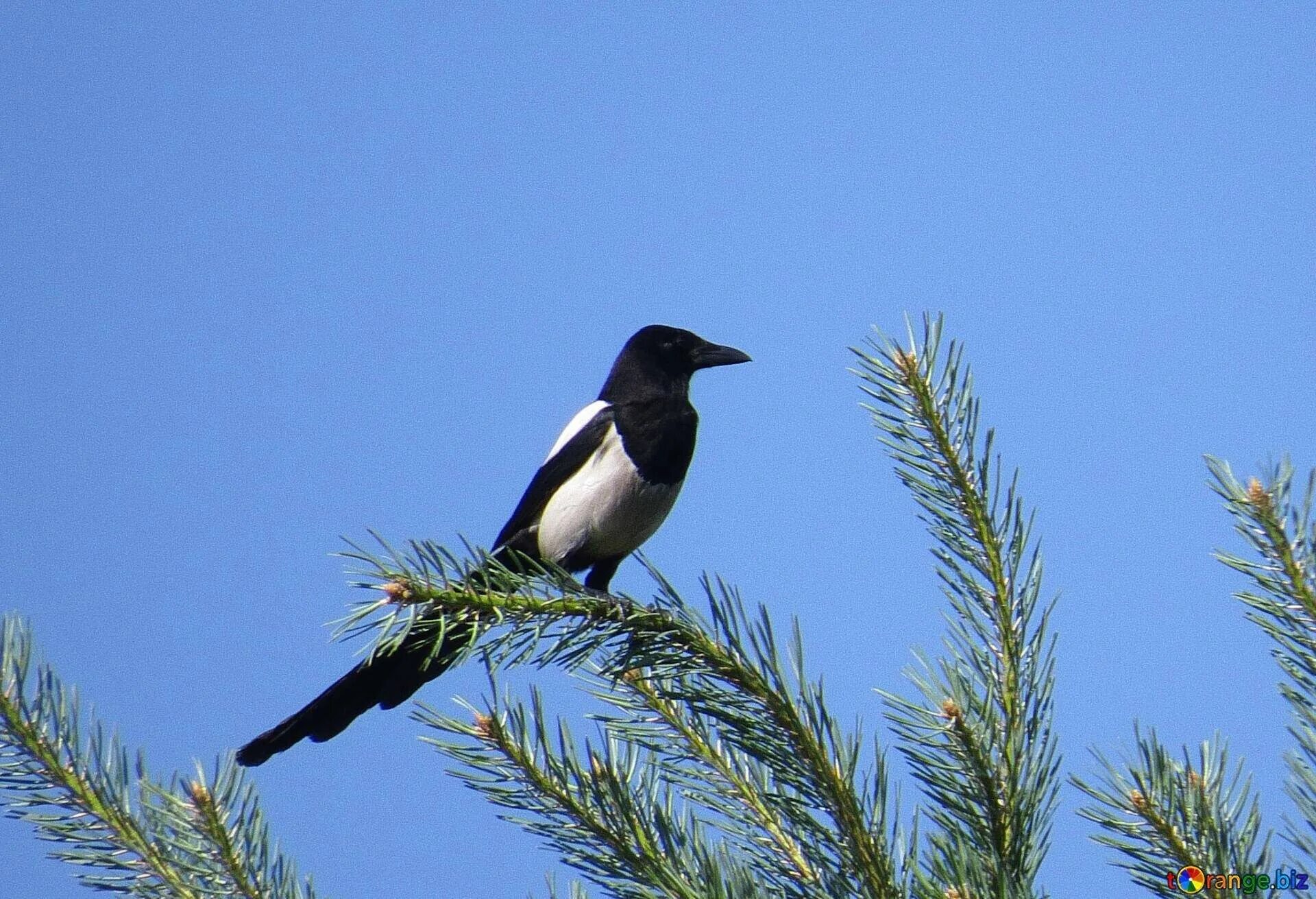 Сорока подмосковная. Сорока белобока птица. Сорока сегодня. Сорока белобока птица. Клюв сороки.
