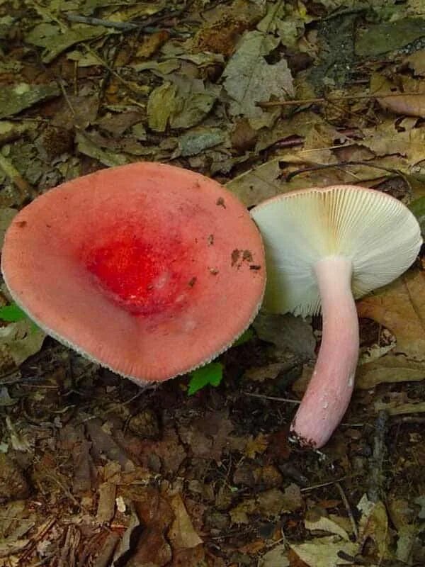 Какие есть сыроежки. Сыроежка чешуйчатая (russula virescens). сыроежка берёзовая. мицелий сыроежки. сыроежка золотистая.