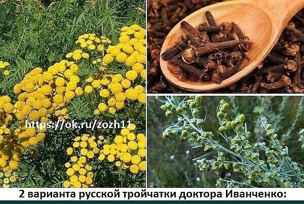 Русская тройчатка иванченко 2. Тройчатка иванченко 2. Русская тройчатка иванченко. Тройчатка иванченко от паразитов. Паразитарная тройчатка.