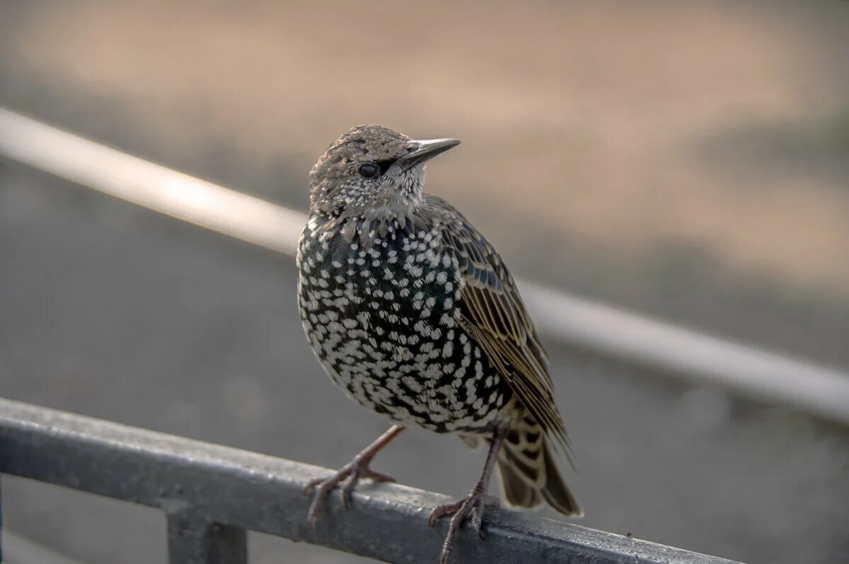 серая птичка скворец. слеток скворца. молодой скворец. скворец коричневый. скворец самка.
