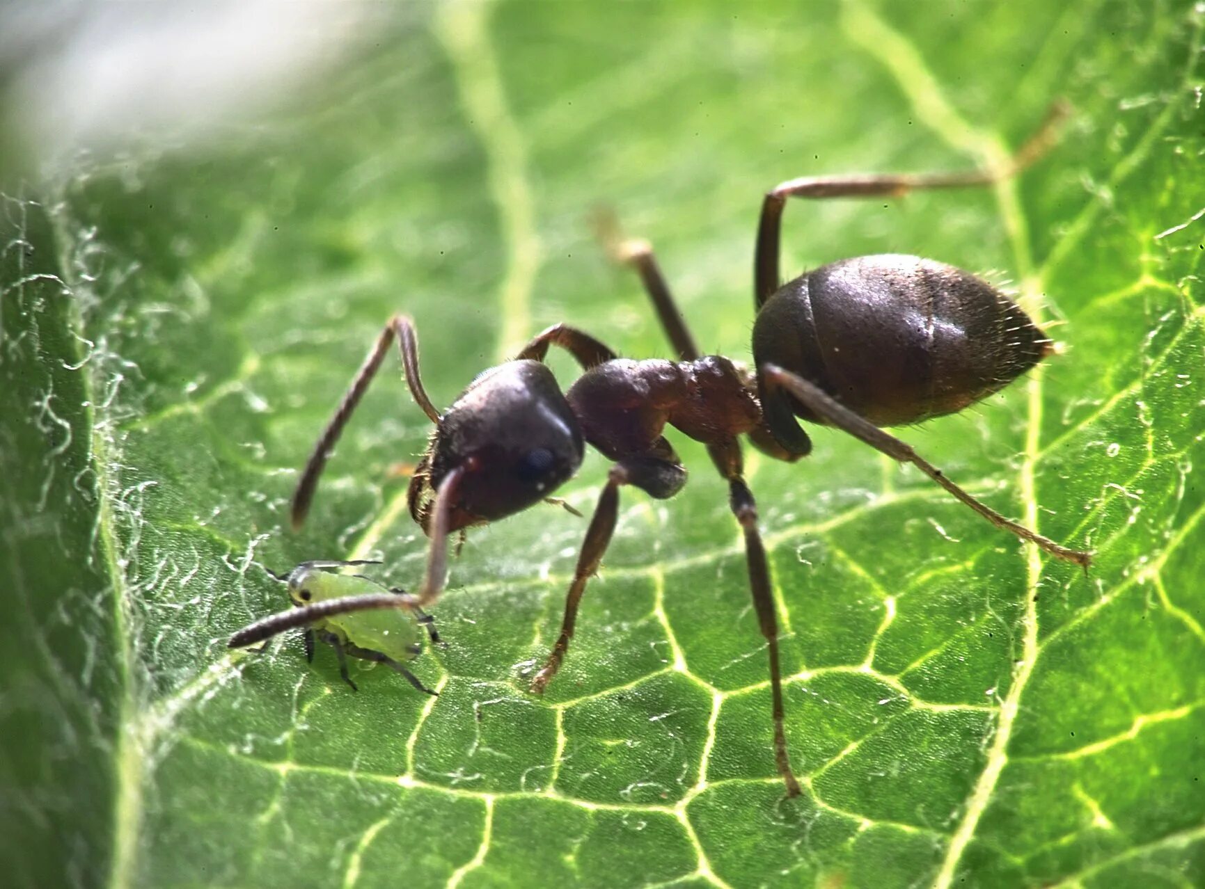 Ant видео
