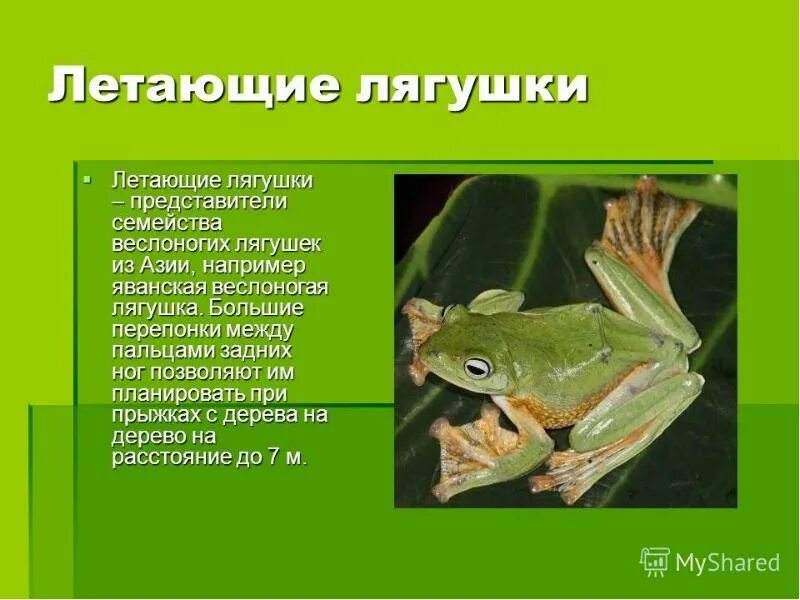 Сообщение о земноводном 2 класс окружающий мир. Лягушка для презентации. интересное сообщение о лягушках. интересные факты о земноводных. презентация на тему земноводные.