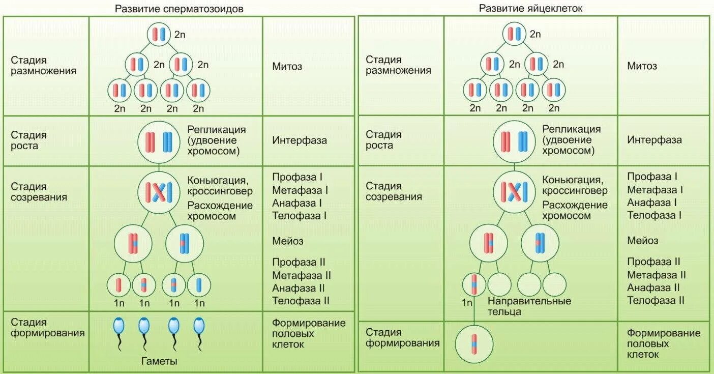 Отметь генотип. Образование половых клеток мейоз таблица. Схема гаметогенеза развитие половых клеток. Процессы стадии гаметогенеза таблица. Схема мейоза и гаметогенеза.